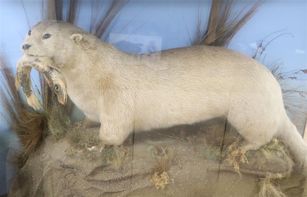 A taxidermic Eurasian otter with jack-pike, in taxidermic case, overall 100cm x 72cm
